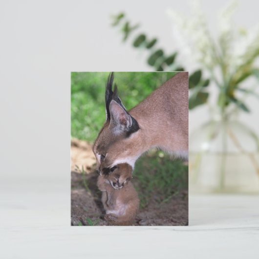 はがき – caracal (スタンド正面)