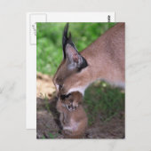 はがき – caracal (正面/裏面)