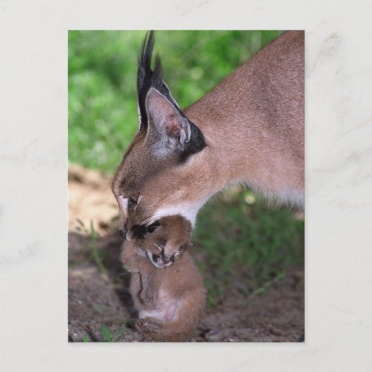 はがき – caracal (正面)