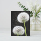 はがき – Dandelion (スタンド正面)