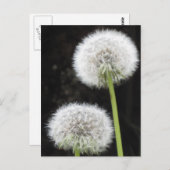 はがき – Dandelion (正面/裏面)