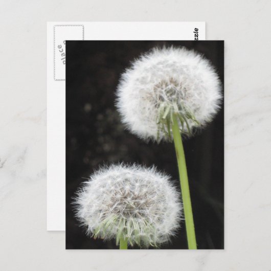 はがき – Dandelion (正面/裏面)