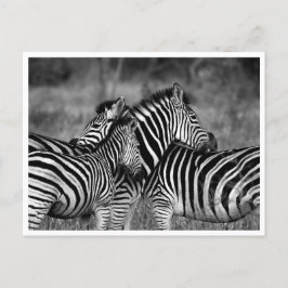 はがき – Family of Zebra's