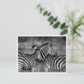 はがき – Family of Zebra's (スタンド正面)