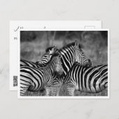 はがき – Family of Zebra's (正面/裏面)