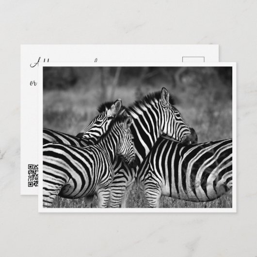 はがき – Family of Zebra's (正面/裏面)