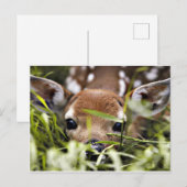 はがき – Fawn (正面/裏面)