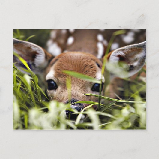 はがき – Fawn (正面)