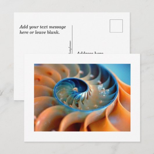 はがき – Fibonacci Shells (正面/裏面)