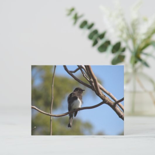 はがき – Flycatcher (スタンド正面)