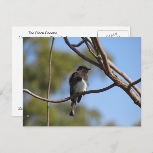 はがき – Flycatcher (正面/裏面)