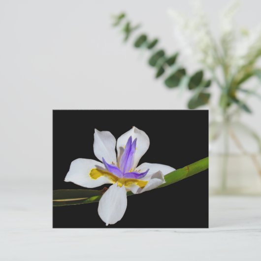 はがき – Fortnight Lily (スタンド正面)