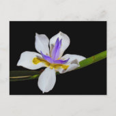 はがき – Fortnight Lily (正面)