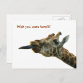 はがき – Giraffe (正面/裏面)