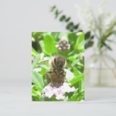 はがき – Honey Bee on Blossom (スタンド正面)