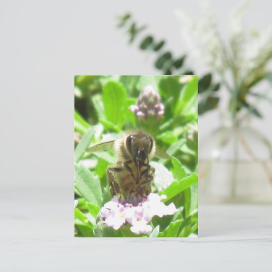 はがき – Honey Bee on Blossom (スタンド正面)