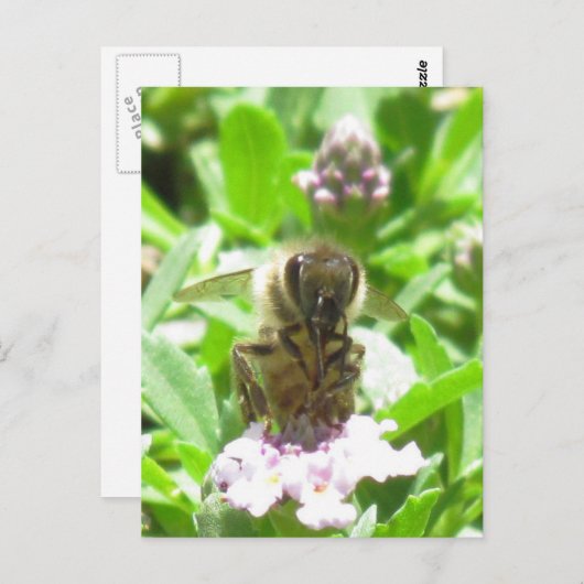 はがき – Honey Bee on Blossom (正面/裏面)
