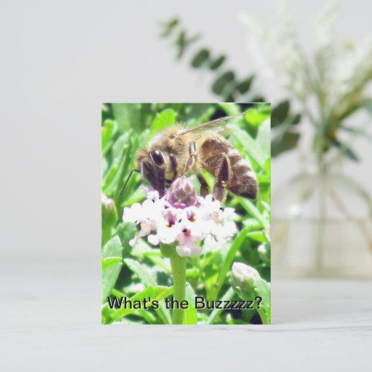 はがき – Honeybeeプロフィール (スタンド正面)