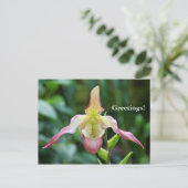 はがき – Ladyslipper (スタンド正面)