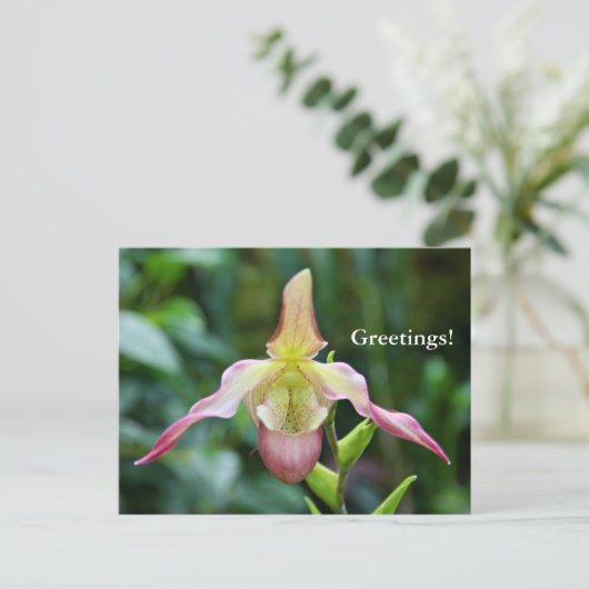 はがき – Ladyslipper (スタンド正面)