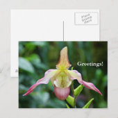 はがき – Ladyslipper (正面/裏面)