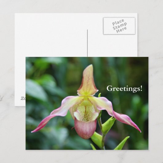 はがき – Ladyslipper (正面/裏面)