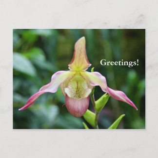 はがき – Ladyslipper