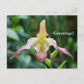 はがき – Ladyslipper (正面)
