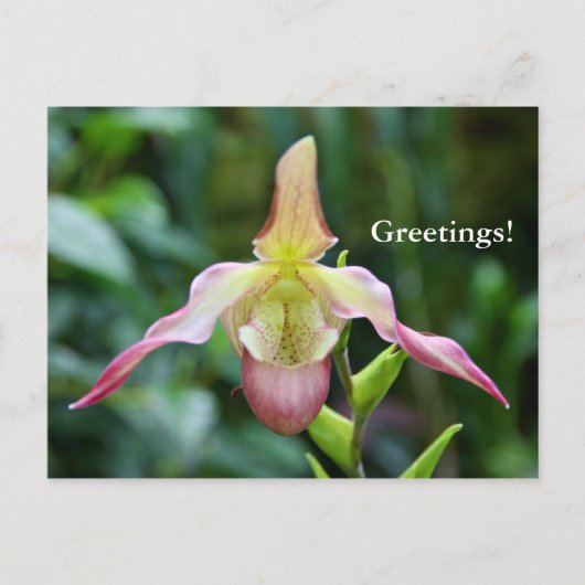 はがき – Ladyslipper (正面)