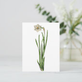 はがき – Narcissus (スタンド正面)