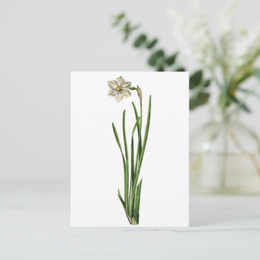 はがき – Narcissus (スタンド正面)