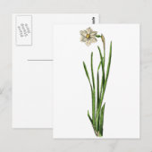 はがき – Narcissus (正面/裏面)