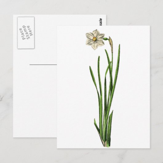 はがき – Narcissus (正面/裏面)