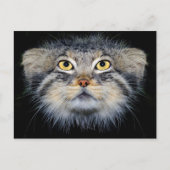 はがき – pallas' cat (正面)