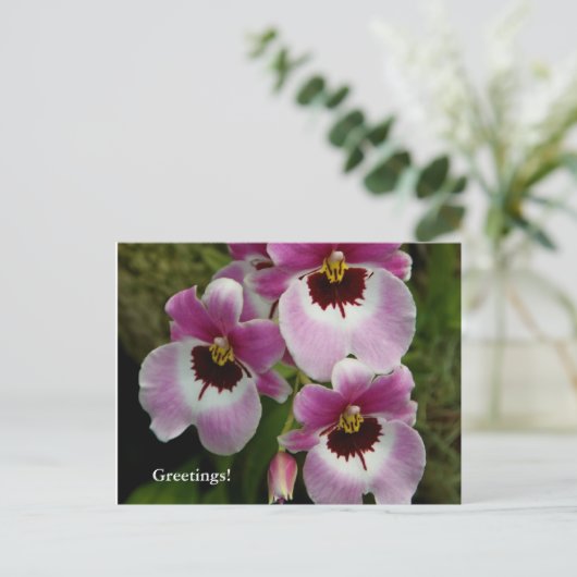 はがき – Pansy Orchid (スタンド正面)