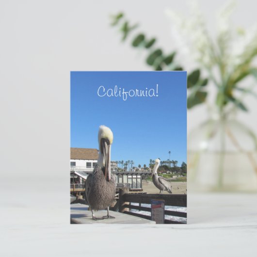 はがき – Pelicans on Pier (スタンド正面)