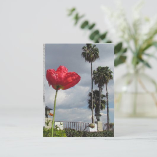 はがき – Poppy Atheisations (スタンド正面)