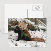 はがき – red panda 2 (正面/裏面)