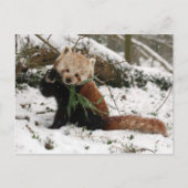 はがき – red panda 2 (正面)