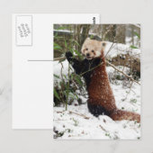 はがき – red panda 3 (正面/裏面)