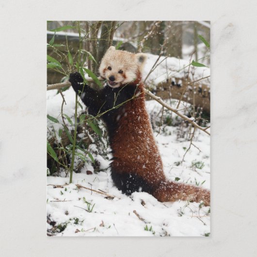 はがき – red panda 3 (正面)