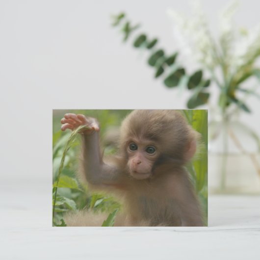 はがき – Snow Monkeyベビー (スタンド正面)