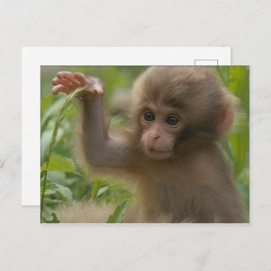 はがき – Snow Monkeyベビー (正面/裏面)