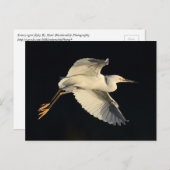 はがき – Snowy egret flyby (正面/裏面)