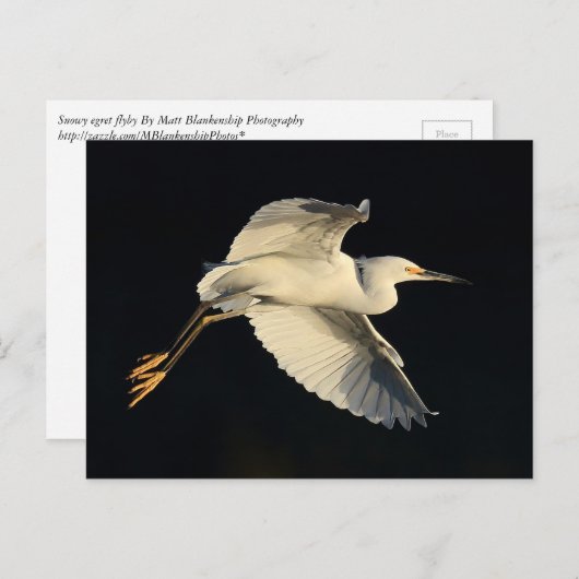 はがき – Snowy egret flyby (正面/裏面)