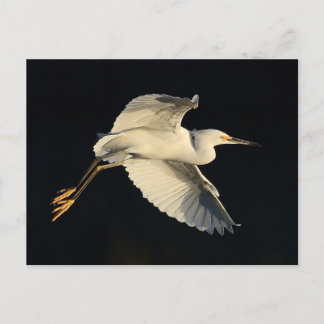 はがき – Snowy egret flyby