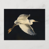 はがき – Snowy egret flyby (正面)
