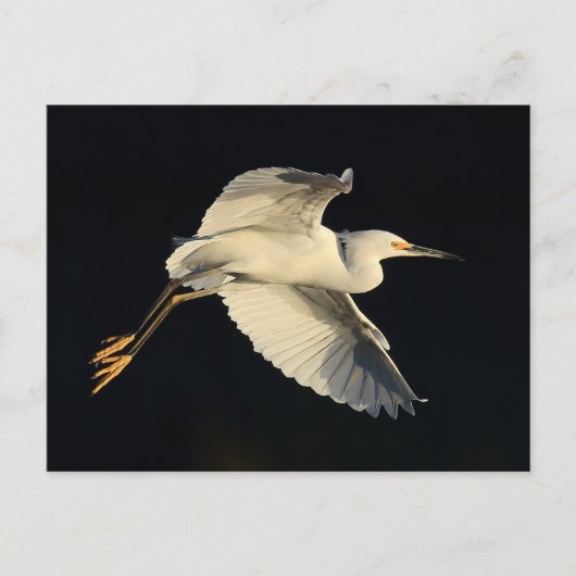 はがき – Snowy egret flyby (正面)