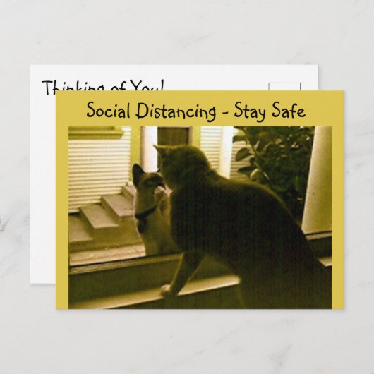 はがき – Social Distancing Cats (正面/裏面)