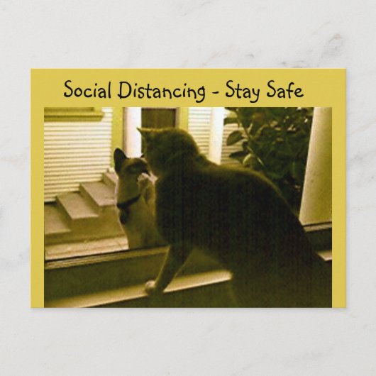 はがき – Social Distancing Cats (正面)